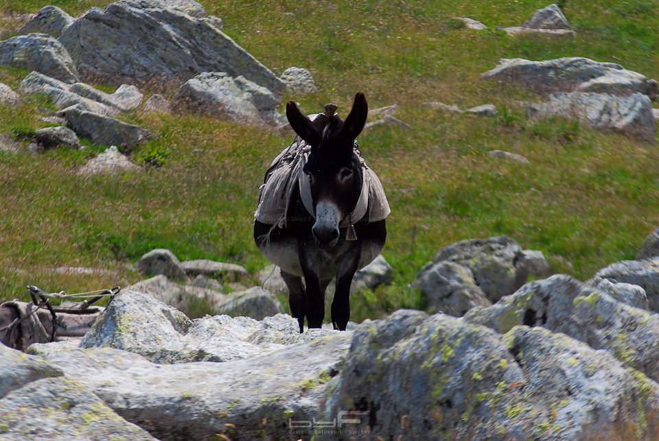 A juhászok másik jó barátja a szamár