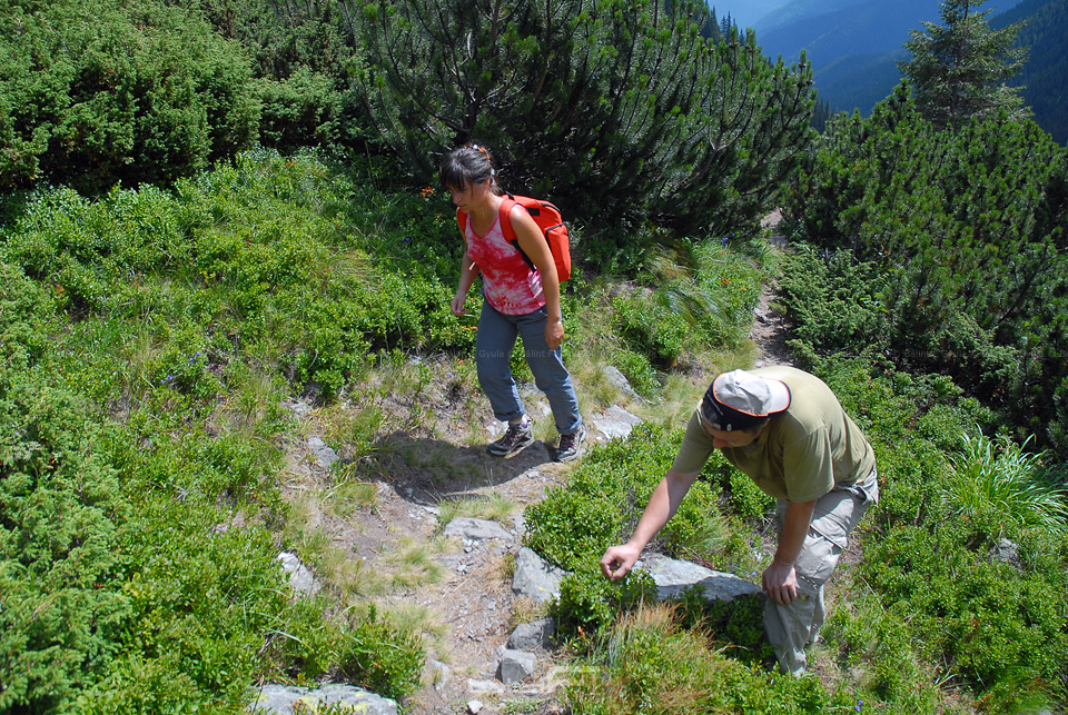 Vissztatérő kép a hegyi túrákon az áfonyát szedő-evő túrázó.