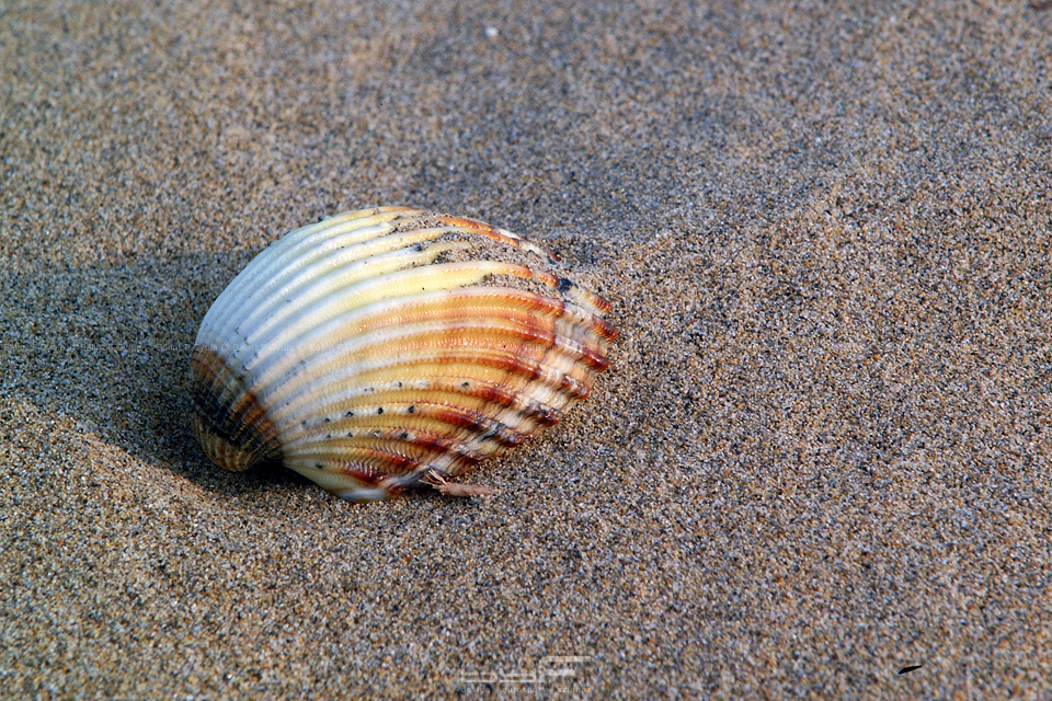 Jesolóban töltöttük az estét. Mivel akkor éppen a jesolói gokartpálya érdekelt a legjobban, itt csak egy kagylót fotóztam le a tengerparton.
