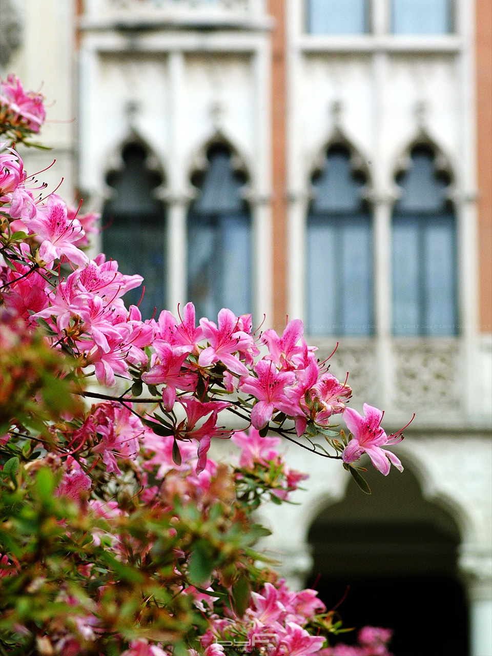 Emiatt a virág miatt elszakadtam a csoportól, majd bolyongtam egy kicsit, és nem sok hiányzott, hogy nélkülem induljanak tovább.