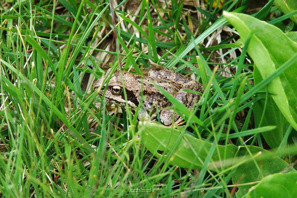 A sok víz miatt béka is sok van, ez például a fűbe lapulva figyelte, ahogy a népes csoportunk elhalad mellette.
