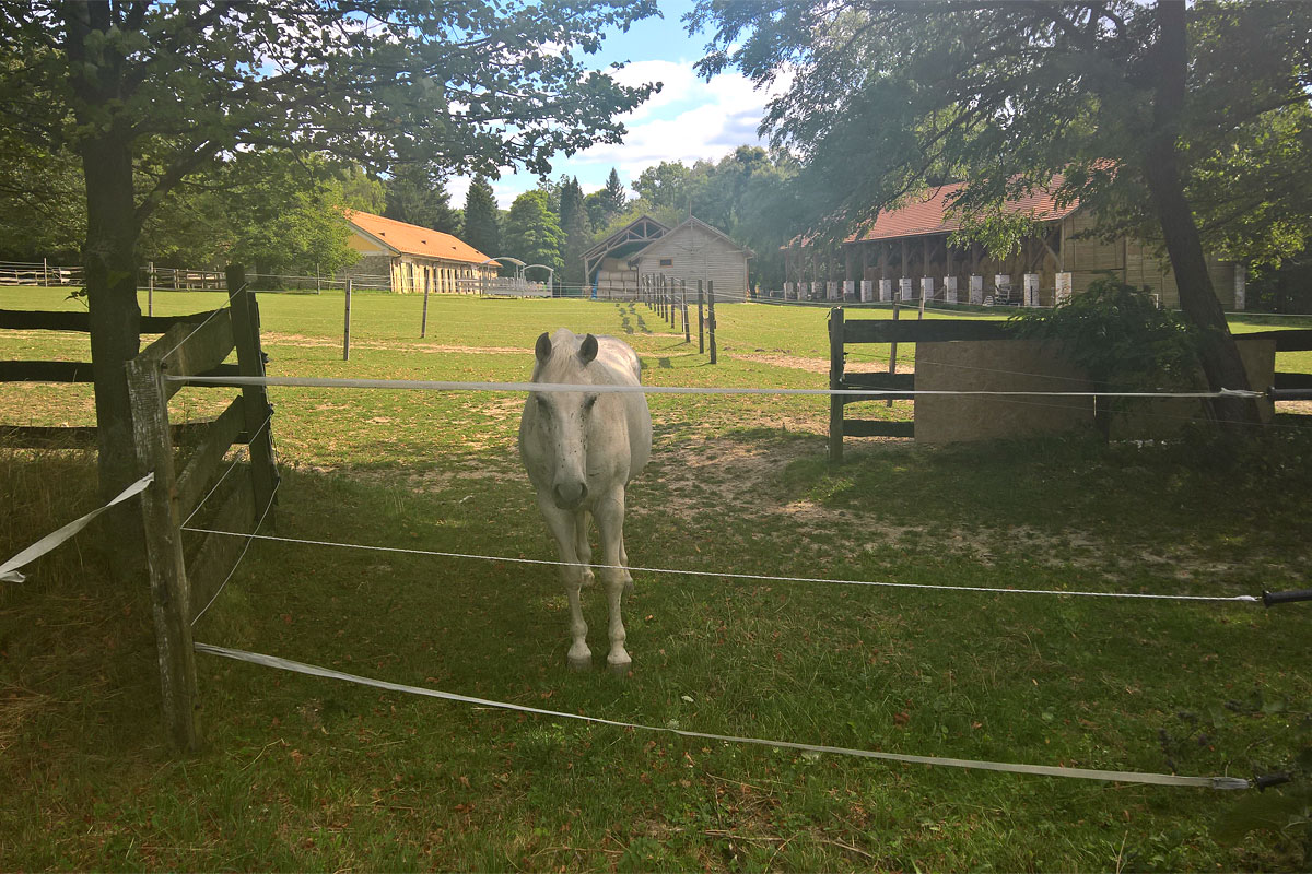 Idejött, hogy közelebbről megnézzen.