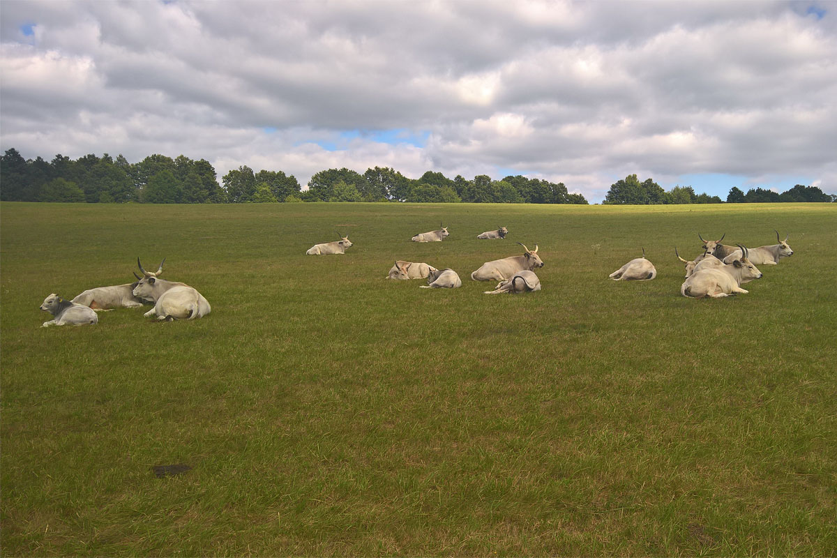 Pihenő szürkemarhák.