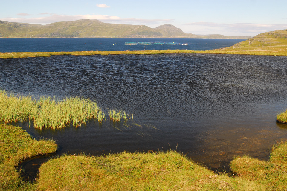 A tengerszem és a tenger